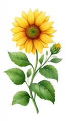 Obraz premium Vibrant Yellow Sunflower with Green Leaves and Bud on White