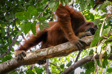 Giant orang utans @ Bukit Lawang, Indonesia