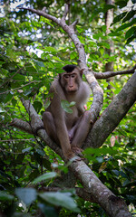 Pig tailed macaque @ Bukit Lawang, Indonesia