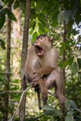 Pig tailed macaque yawning @ Bukit Lawang, Indonesia