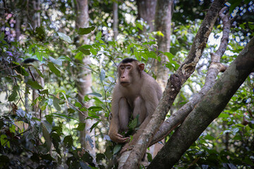 Pig tailed macaque mouth @ Bukit Lawang, Indonesia