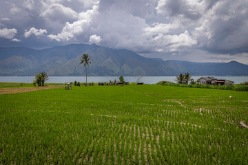 Fototapeta premium Rice fields @ Lake Toba, Indonesia