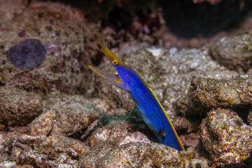 Blue ribbon eel @ Pulau Weh, Indonesia