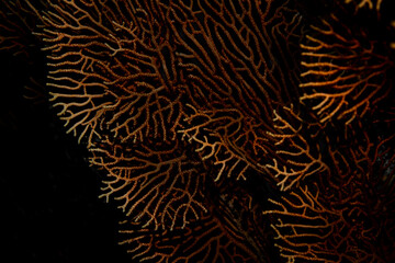 Fototapeta premium Seafan @ Pulau Weh, Indonesia