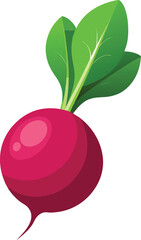 Radish