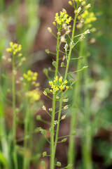 Camelina microcarpa blooms in nature in spring