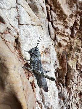 Desert locust on rock