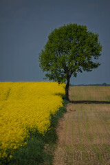 Żółte pola © mika2605