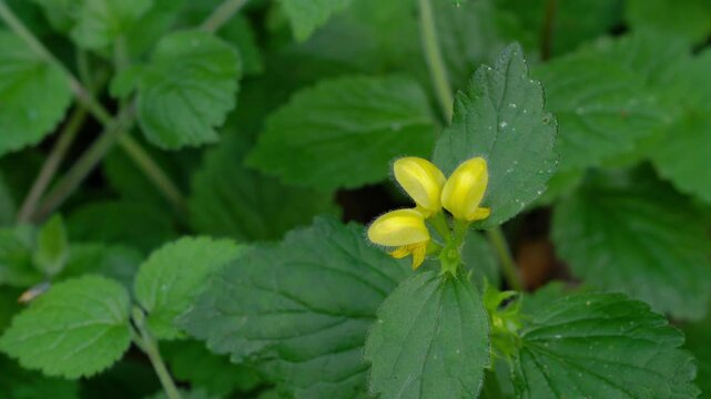 Golden Dead Nettle in natural ambient, spring, flowering (Lamium galeobdolon)