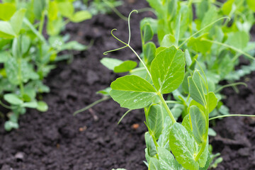 Close-up view of small pea plants growing in a garden bed during early spring