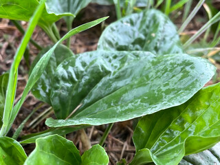 Close-up of a plantain leaf in natural light, showcasing detailed texture