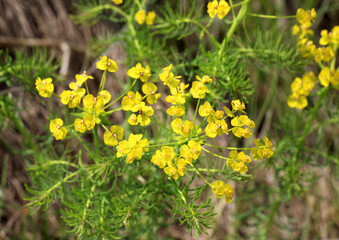 In spring, Euphorbia cyparissias blooms among herbs