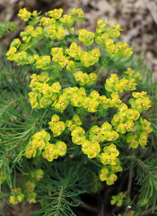In spring, Euphorbia cyparissias blooms among herbs