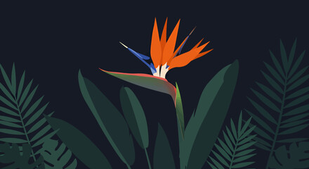 Tropical Bird Of Paradise Flower Illustration With Dark Background