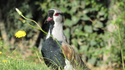 grey crowned crane