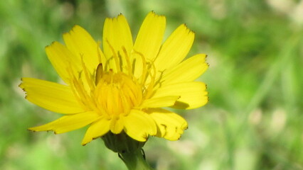 yellow flower on green background