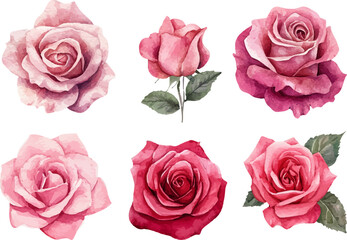 Fototapeta premium pink roses isolated on white