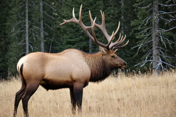 Obraz premium A large elk standing in a field of tall grass