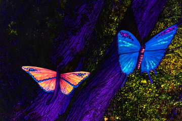 Schmetterlinge im Schwarzlicht © Henrik