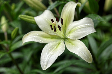 beautiful white tiger lily in fool bloom. 