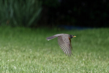 American robin inflight against dark blurry background. 