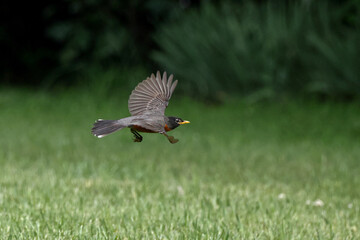 Fototapeta premium American robin inflight against dark blurry background. 