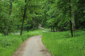path in the forest