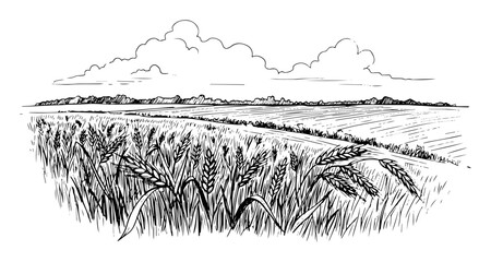 field of wheat or rye in rural landscape © Kaz