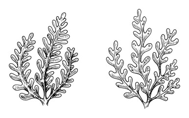 coral reef sea plants in hand drawn monochrome style