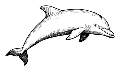 dolphin jumping in ocean in hand drawn outline sketch style
