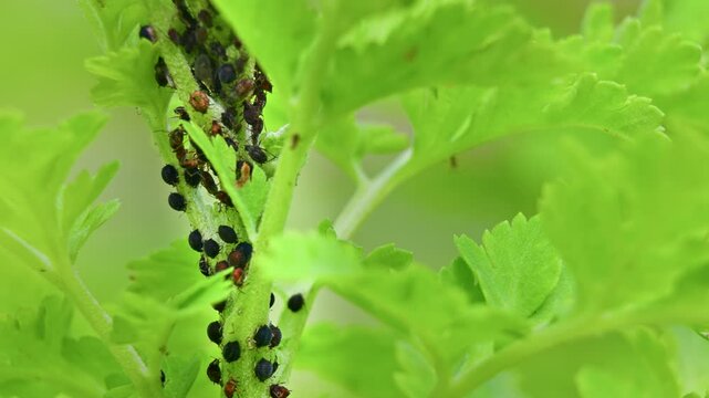 Aphid Infestation. Close up footage of ants and aphids plant infestation.