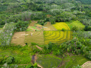 Aerial photo showing the contrast between natural green forest and agricultural land damaged by...