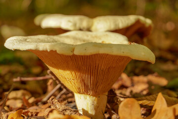 Steppe white mushroom -pleurotus eryngii, shot close-up, tasty edible healthy mushroom, autumn composition. 