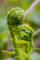 Fern Frond Unfurling in Forest