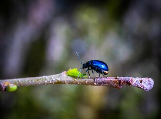 Shiny blue beetle on a twig close-up.