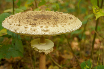 Macrolepiota procera, edible mushroom in the autumn forest. Macrolepiota procera, also named, the parasol mushroom. Very tasty and healthy. Edible mushroom. Mushroming concept.
