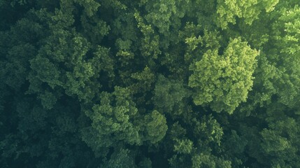 Lush green forest canopy. Aerial view of dense foliage