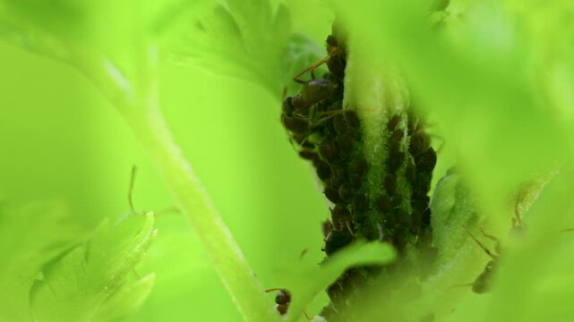 Aphid Infestation. Close up footage of ants and aphids plant infestation.