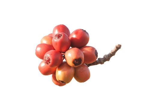 A whole bower plant fruit isolated on white background native Australian berry soft red tone