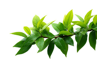 Obraz premium Fresh green leafy branch on white background 