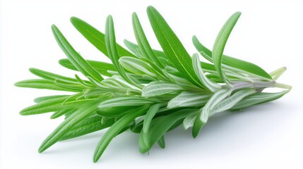 Fototapeta premium A Tarragon, isolated on white background