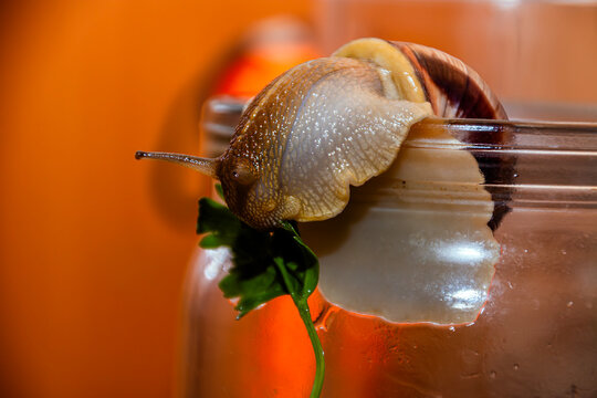 A small snail with long antennae on its head eats tasty green parsley while sitting on the edge of a transparent glass jar on an orange background	
