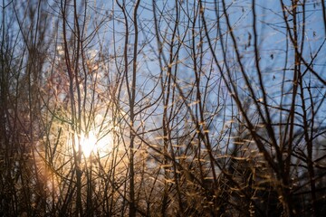 Sunlight through branches against blue sky