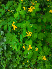 Greater celandine blooming in the forest, showing its vibrant yellow flowers and lush green foliage