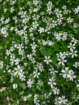 Delicate white flowers Stellaria media, chickweed blooming in green meadow, creating a natural tapestry