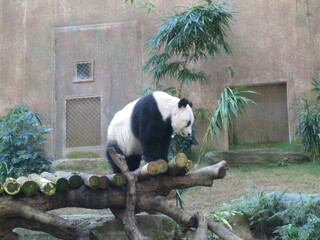 Ocean park, Hong Kong in 2005, panda
