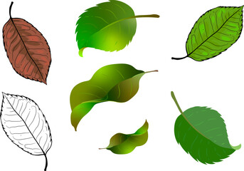 Obraz premium Apple Leaf vector illustration, green leaf, old leaf, drawing leaf. a set of apple leaves,