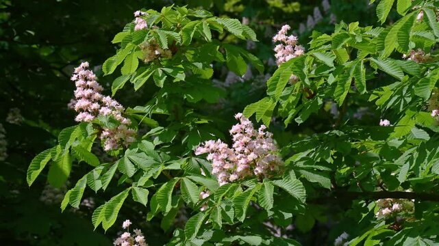 Chestnut white flowers on a green background