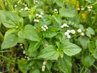 Billygoat-weed plant (Ageratum conyzoides) in outdoor garden	