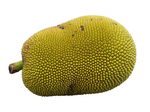 A cluster of monkey jackfruit isolated on white background fibrous texture wild fruit look